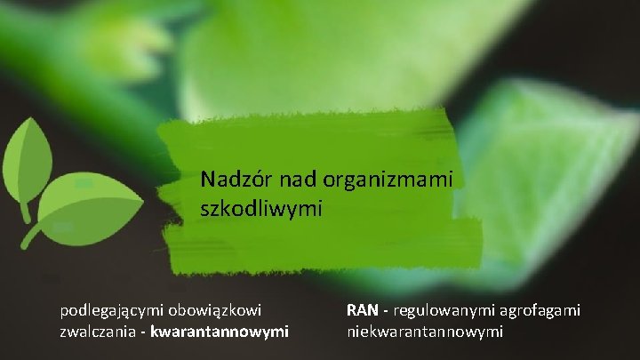 Nadzór nad organizmami szkodliwymi podlegającymi obowiązkowi zwalczania - kwarantannowymi RAN - regulowanymi agrofagami niekwarantannowymi