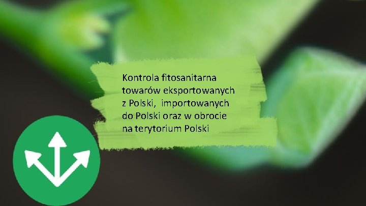 Kontrola fitosanitarna towarów eksportowanych z Polski, importowanych do Polski oraz w obrocie na terytorium