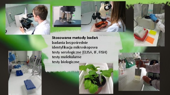 Stosowane metody badań badania bezpośrednie identyfikacja mikroskopowa testy serologiczne (ELISA, IF, FISH) testy molekularne