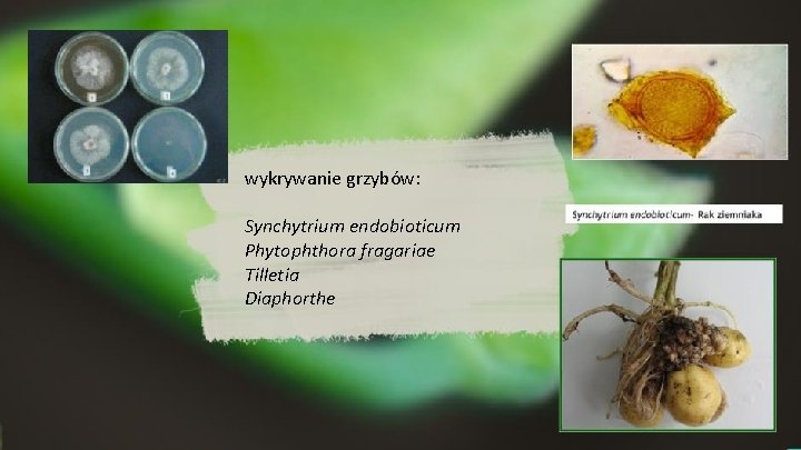 wykrywanie grzybów: Synchytrium endobioticum Phytophthora fragariae Tilletia Diaphorthe 