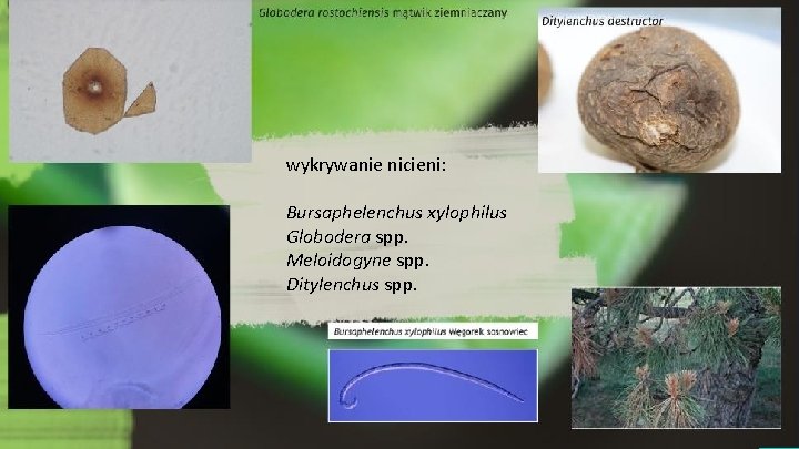 wykrywanie nicieni: Bursaphelenchus xylophilus Globodera spp. Meloidogyne spp. Ditylenchus spp. 