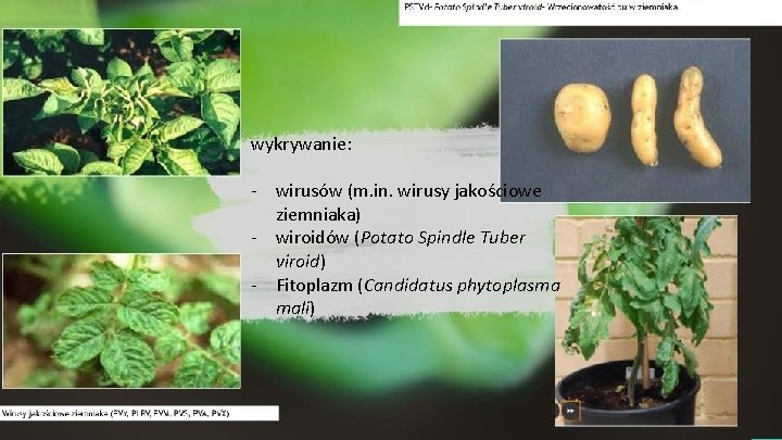 wykrywanie: - wirusów (m. in. wirusy jakościowe ziemniaka) - wiroidów (Potato Spindle Tuber viroid)
