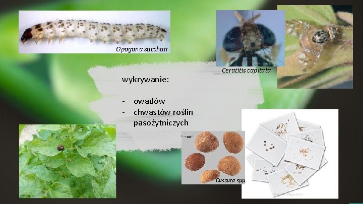 Opogona sacchari wykrywanie: Ceratitis capitata - owadów - chwastów roślin pasożytniczych Cuscuta spp. 