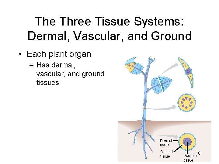 The Three Tissue Systems: Dermal, Vascular, and Ground • Each plant organ – Has
