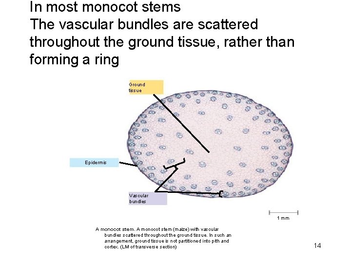 In most monocot stems The vascular bundles are scattered throughout the ground tissue, rather