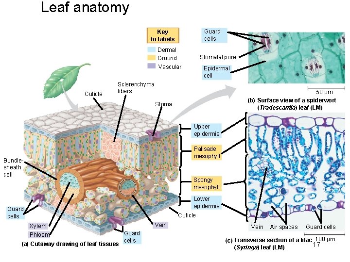 Leaf anatomy Guard cells Key to labels Dermal Ground Stomatal pore Vascular Cuticle Epidermal