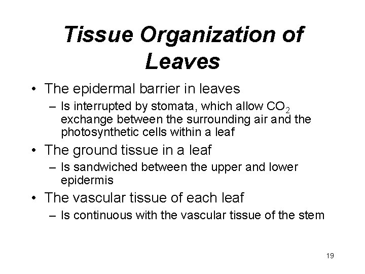 Tissue Organization of Leaves • The epidermal barrier in leaves – Is interrupted by