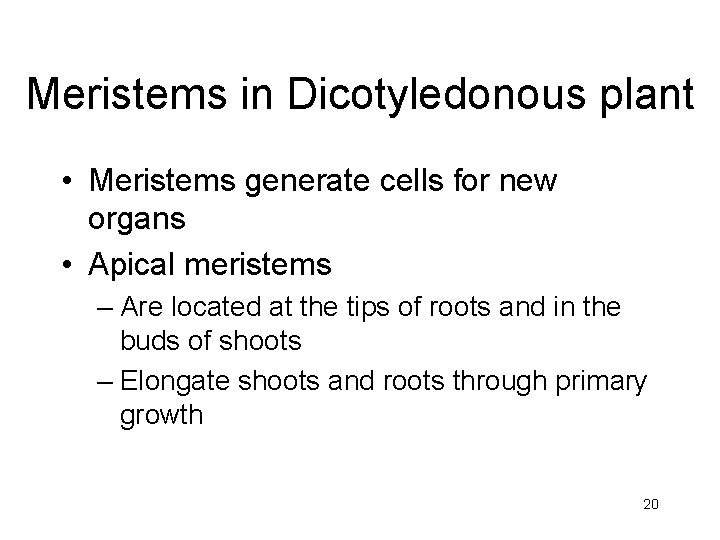 Meristems in Dicotyledonous plant • Meristems generate cells for new organs • Apical meristems