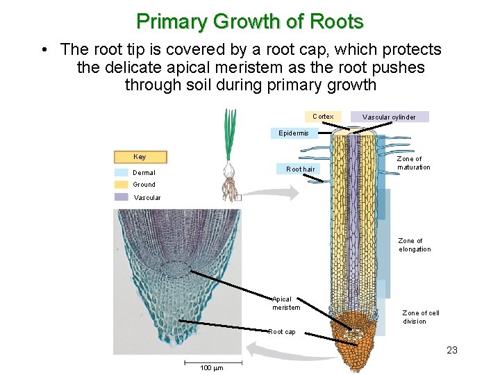 Primary Growth of Roots • The root tip is covered by a root cap,