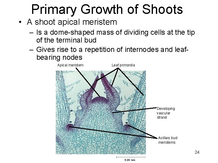 Primary Growth of Shoots • A shoot apical meristem – Is a dome-shaped mass