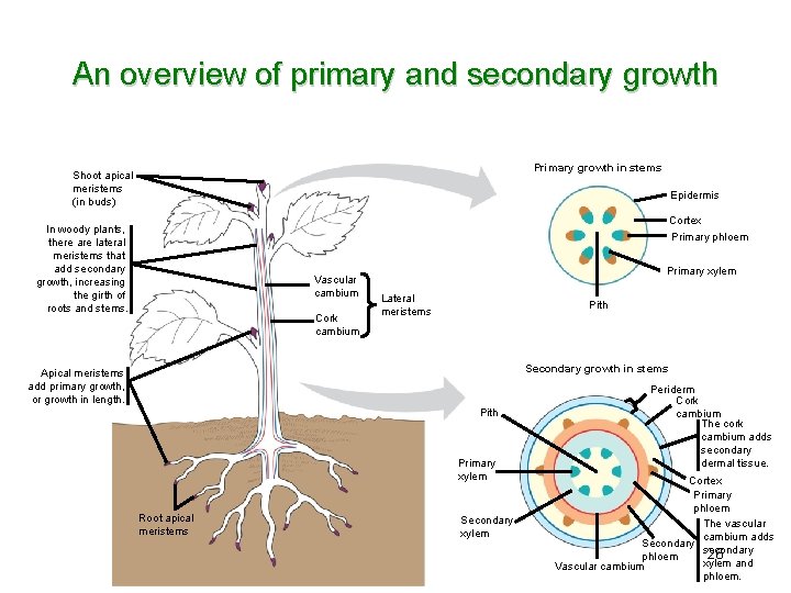 An overview of primary and secondary growth Primary growth in stems Shoot apical meristems