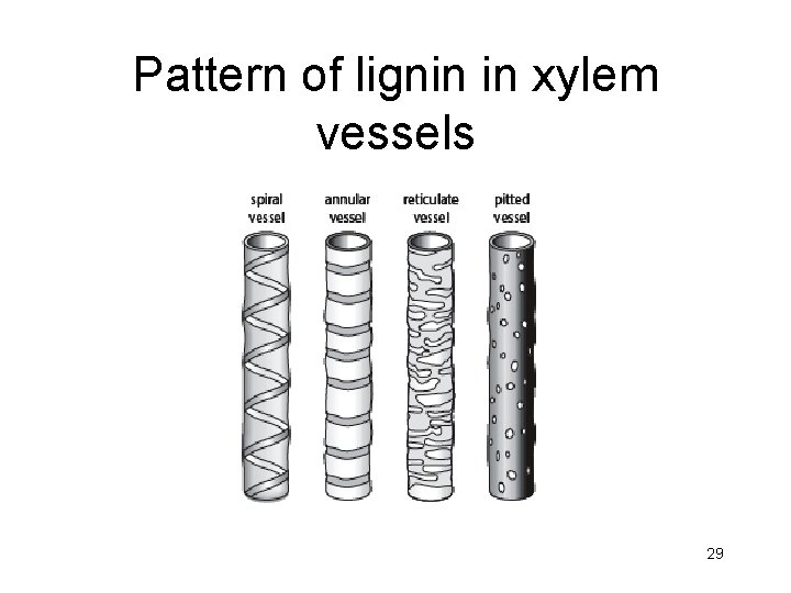 Pattern of lignin in xylem vessels 29 