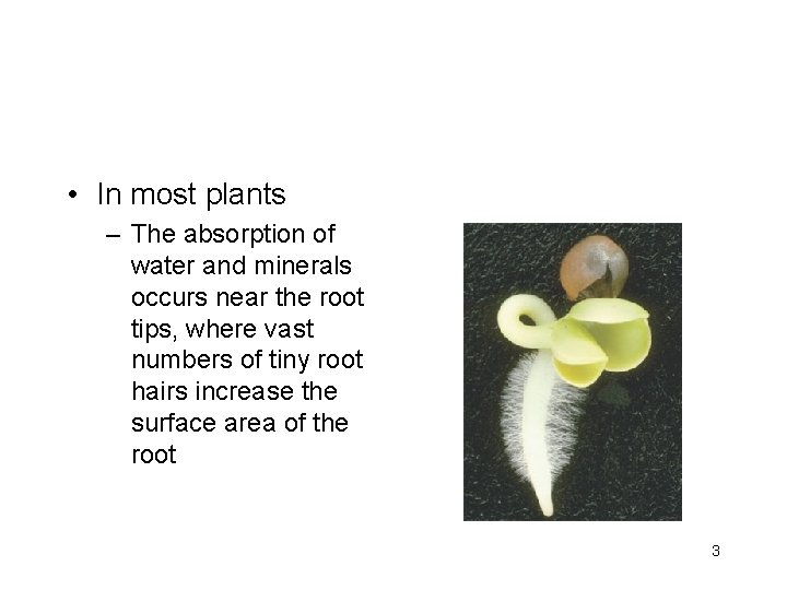  • In most plants – The absorption of water and minerals occurs near