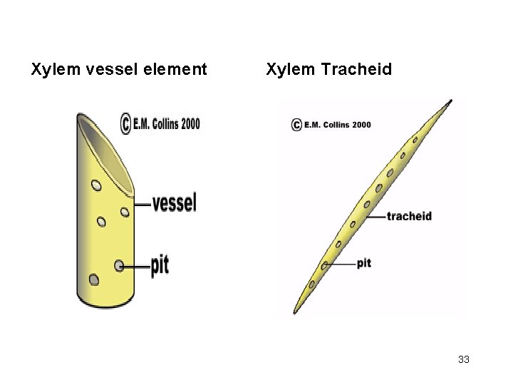 Xylem vessel element Xylem Tracheid 33 