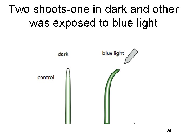 Two shoots-one in dark and other was exposed to blue light 39 