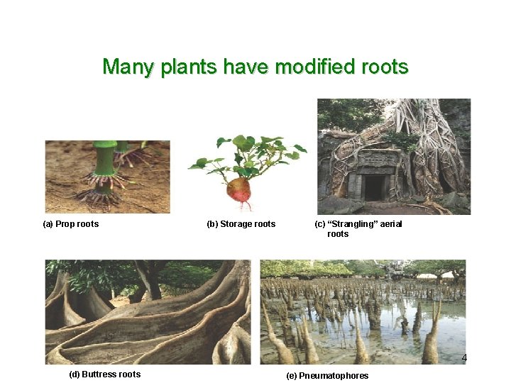 Many plants have modified roots (a) Prop roots (b) Storage roots (c) “Strangling” aerial