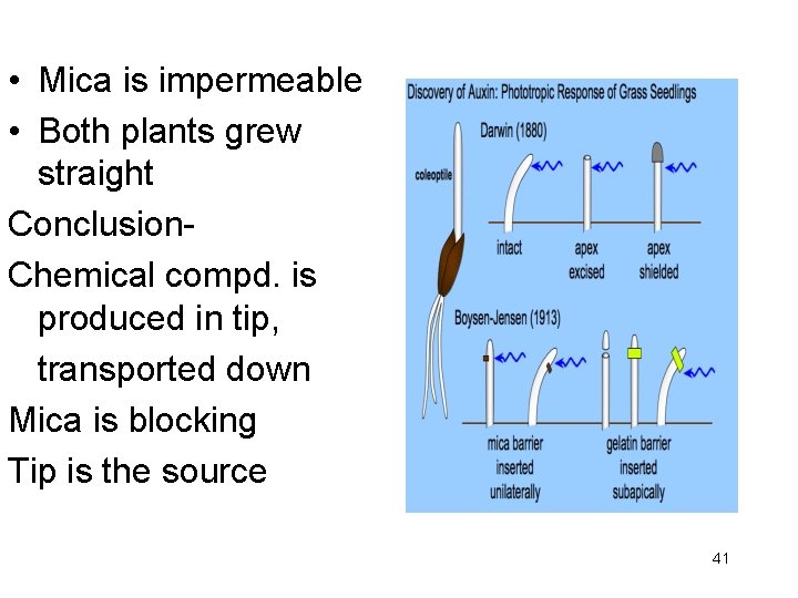  • Mica is impermeable • Both plants grew straight Conclusion. Chemical compd. is