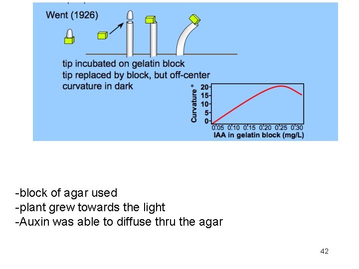 Block of agar used plant grew towards the light -block of agar used -plant