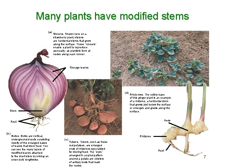 Many plants have modified stems (a) Stolons. Shown here on a strawberry plant, stolons