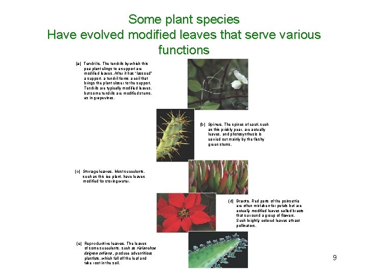 Some plant species Have evolved modified leaves that serve various functions (a) Tendrils. The