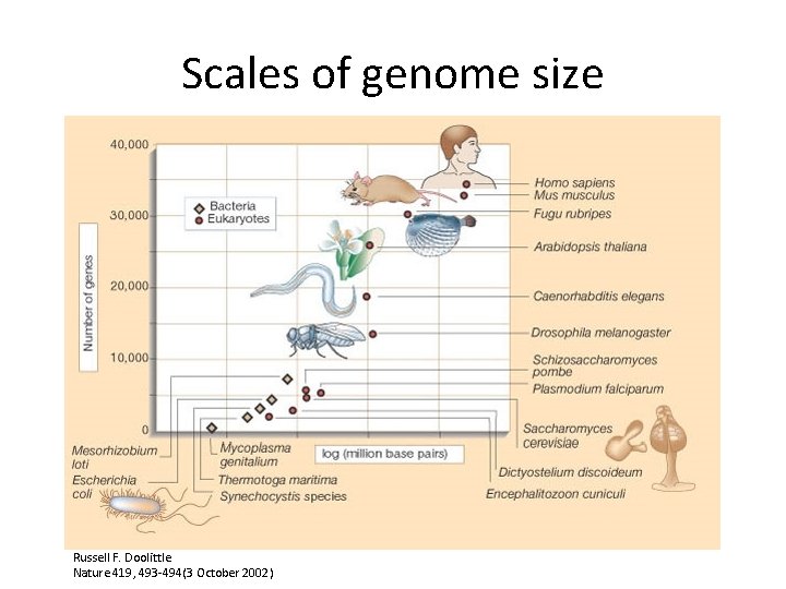 Scales of genome size Russell F. Doolittle Nature 419, 493 -494(3 October 2002) 