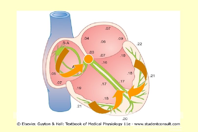 Figure 10 -4 Transmission of the cardiac impulse through the heart, showing the time