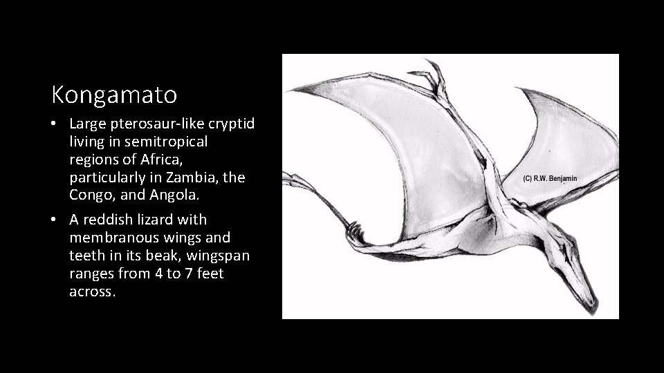 Kongamato • Large pterosaur-like cryptid living in semitropical regions of Africa, particularly in Zambia,