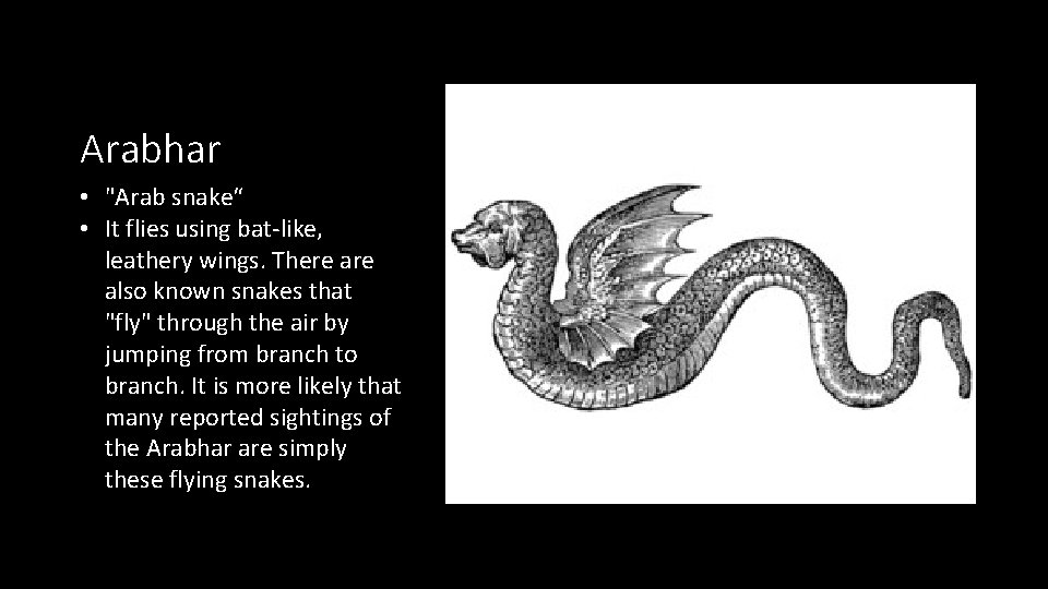 Arabhar • "Arab snake“ • It flies using bat-like, leathery wings. There also known