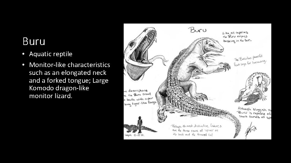 Buru • Aquatic reptile • Monitor-like characteristics such as an elongated neck and a