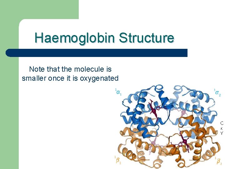 Haemoglobin Structure Note that the molecule is smaller once it is oxygenated 
