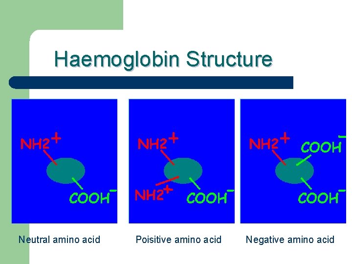 Haemoglobin Structure Neutral amino acid Poisitive amino acid Negative amino acid 
