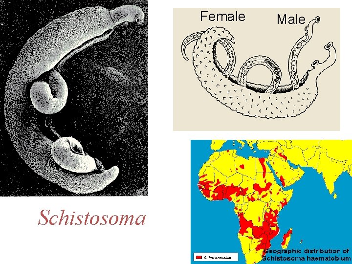 Female Schistosoma Male 