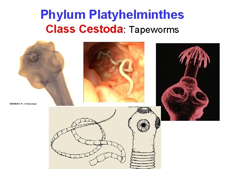 Phylum Platyhelminthes Class Cestoda: Tapeworms 