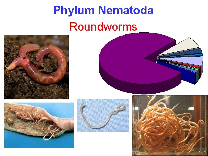 Phylum Nematoda Roundworms 