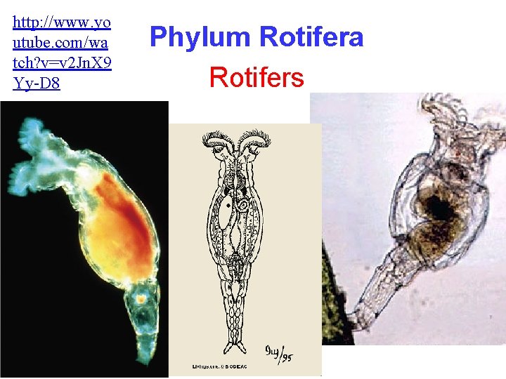 http: //www. yo utube. com/wa tch? v=v 2 Jn. X 9 Yy-D 8 Phylum