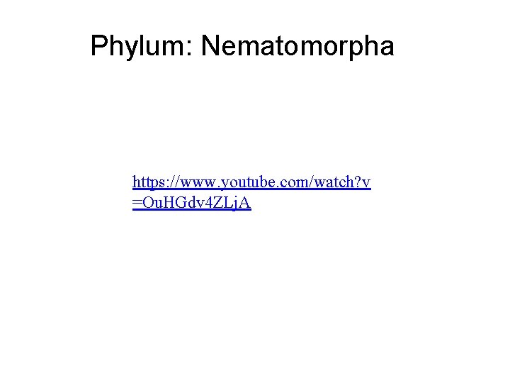 Phylum: Nematomorpha https: //www. youtube. com/watch? v =Ou. HGdv 4 ZLj. A 