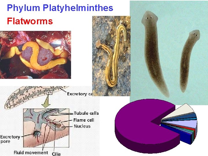 Phylum Platyhelminthes Flatworms 