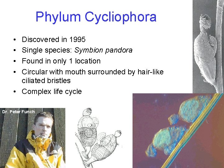 Phylum Cycliophora • • Discovered in 1995 Single species: Symbion pandora Found in only