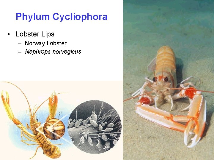 Phylum Cycliophora • Lobster Lips – Norway Lobster – Nephrops norvegicus 