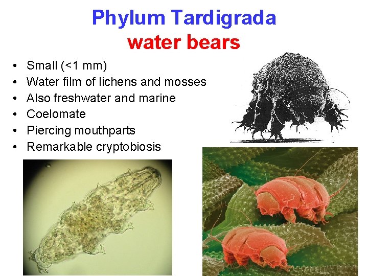 Phylum Tardigrada water bears • • • Small (<1 mm) Water film of lichens