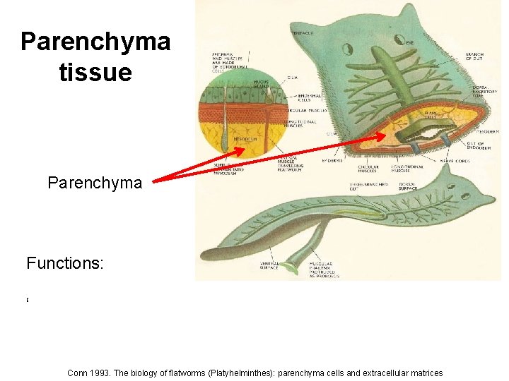 Parenchyma tissue Parenchyma Functions: “Skeletal support, nutrient storage, motility, reserves of regenerative cells, transport