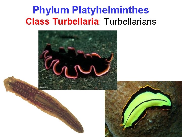 Phylum Platyhelminthes Class Turbellaria: Turbellarians 
