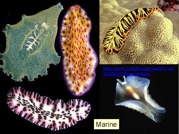 https: //www. youtube. com/watch? v=wn 3 xlu. IRh 1 Y&app=desktop Marine 