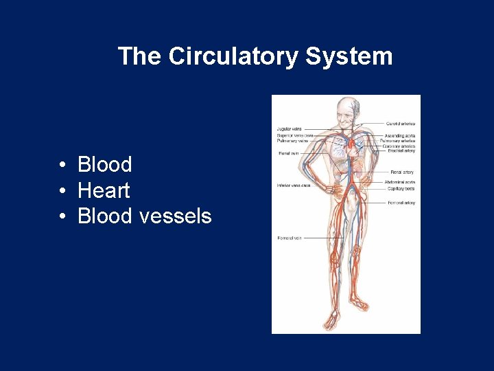 The Circulatory System • Blood • Heart • Blood vessels 