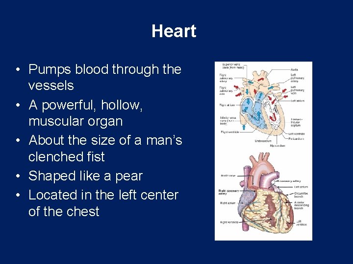 Heart • Pumps blood through the vessels • A powerful, hollow, muscular organ •