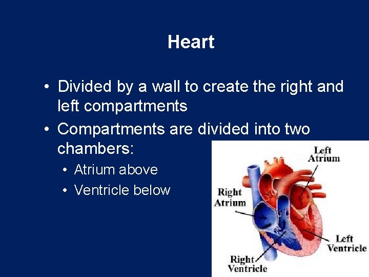 Heart • Divided by a wall to create the right and left compartments •