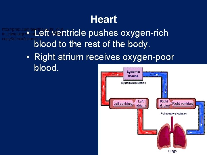 Heart http: //prezi. com/aawthcuw 3 fc_/? ut m_campaign=share&utm_medium= copy&rc=ex 0 shareccu • Left ventricle