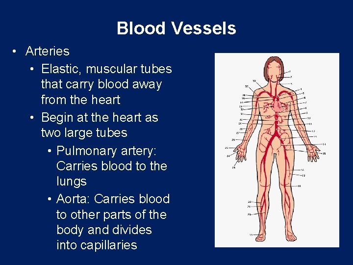 Blood Vessels • Arteries • Elastic, muscular tubes that carry blood away from the