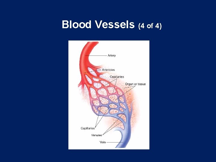 Blood Vessels (4 of 4) 