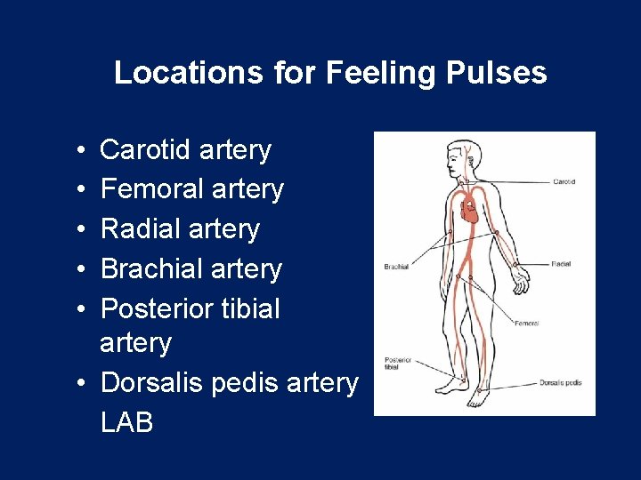 Locations for Feeling Pulses • • • Carotid artery Femoral artery Radial artery Brachial